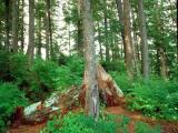 Big old trees, Alaska