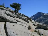 Olmsted Point - Dwarf Juniper, Yosemite National Park Olmsted Point - Dwarf Juniper, Yosemite National Park