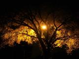 Tree and Streetlight