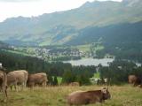 Panorama auf Lenzerheide Panorama auf Lenzerheide