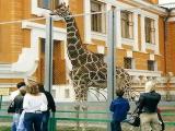 Смотрите - жираф! Look - giraffe! Смотрите - жираф! Look - giraffe!