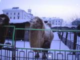 Корабль пустыни. Корабль пустыни.