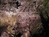Cherry Blossom Cherry Blossom