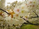 The cherry blossoms of Ninna-ji Temple