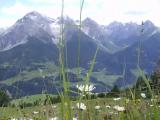Flowers in Lenzerheide Flowers in Lenzerheide