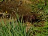 Mink Along Boise River