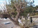 Exubérance de Paulownia (?), Cadaqués (GE)