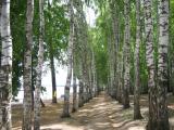 Posadka (Planting of trees) Posadka (Planting of trees)