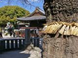 Giant gingko tree at the Kushida Shrine, Fukuoka 福 岡 Giant gingko tree at the Kushida Shrine, Fukuoka 福 岡