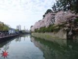 Moat with cherry blossoms Moat with cherry blossoms