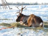 reindeer 3 reindeer 3