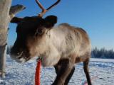 reindeer 1 reindeer 1