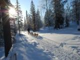 ride whith the husky ride whith the husky