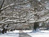 Chickasaw Gardens Spring Snowfall Chickasaw Gardens Spring Snowfall