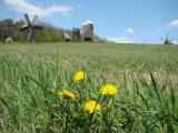 Одуванчики / Dandelions
