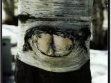 tree's eye... tree's eye...