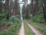 Лесная дорога