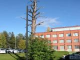 Kemijärvi, Finland: Whipping pine, used in 1600's and 1700's.