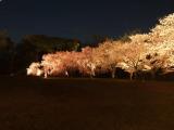 Shinning Sakuras at Nijo-jo Shinning Sakuras at Nijo-jo