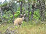 Sitka Black Tailed Deer