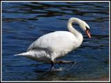 Cigno Reale Cigno Reale