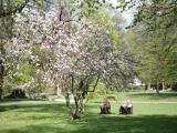 Kurpark, Garmisch-Partenkirchen, Oberbayern, Bayern, Deutschland Kurpark, Garmisch-Partenkirchen, Oberbayern, Bayern, Deutschland