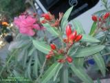 敦煌 花 FLOWERS 敦煌 花 FLOWERS