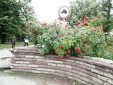 Казанлък и Розите Казанлък и Розите