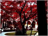 Udine. Chiostro con Albero Rosso Udine. Chiostro con Albero Rosso