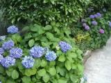 The hydrangea The hydrangea