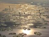 Кувшинки\\\\\\Water lilies Кувшинки\\\\\\Water lilies