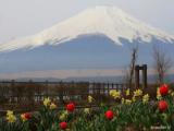 Fuji san