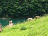 Panorama beim Seealpsee © by Sunpixx Panorama beim Seealpsee © by Sunpixx