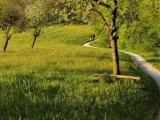 Spring meadow with trees in the evening light (Signal de Sauvabelin - Lausanne)