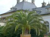 Schloss Pillnitz - Palme im Schlosspark Schloss Pillnitz - Palme im Schlosspark