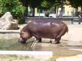 Hippopotamus Hippopotamus