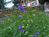 Alpin flowers - Saas Fee Alpin flowers - Saas Fee