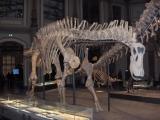 Natural history museum Natural history museum