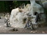 Humboldt-Pinguine (please enlarge the pic) Humboldt-Pinguine (please enlarge the pic)