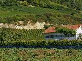 Le Vignoble du Mont Vully