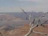 Grand Canyon Tree from Mather Point Grand Canyon Tree from Mather Point