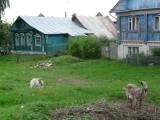 Suzdal Goats Suzdal Goats