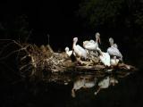 Таинственное пеликанье озеро (The magic lake of pelicans) Таинственное пеликанье озеро (The magic lake of pelicans)