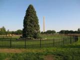 National Christmas Tree