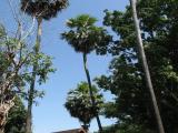 ศาลาประดู่หก,หลาโดหก,Nakhon Si Thammarat Thailand ศาลาประดู่หก,หลาโดหก,Nakhon Si Thammarat Thailand