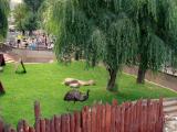 Вольер (Aviary) Вольер (Aviary)