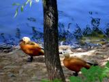Красивые утки (The beautiful ducks) Красивые утки (The beautiful ducks)