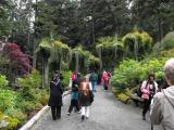 Upside down trees, Glacier Gardens