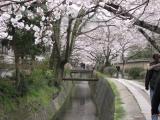 Along the Philosopher's Walk