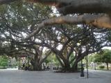 enormous branches